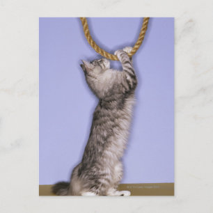Cartão Postal Gato que procura corda