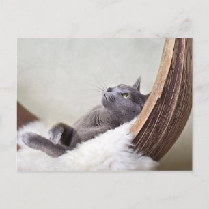 Cartão Postal Gato Relaxado