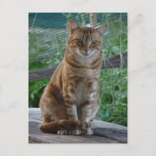 Cartão Postal gato ruivo