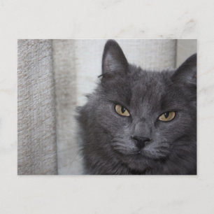 Cartão Postal Gato Russo Azul de Cabelo Longo