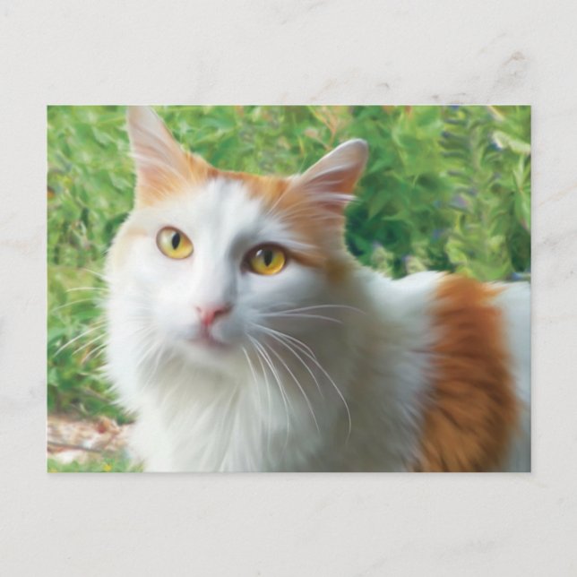 Cartão Postal Gato - Samson, o gato branco e bronzeado longo (Frente)