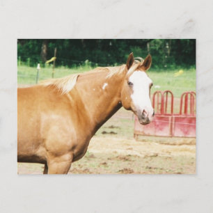 Cartão Postal Gato Selvagem Eterna