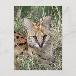 Cartão Postal Gato serval relaxando na grama