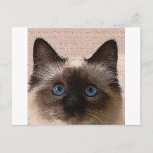 Cartão Postal gato siamês estalado velho velho velho velho velho