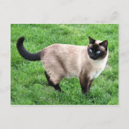 Cartão Postal Gato Siamês Pet Purr Meow Gatinho Destino Arte