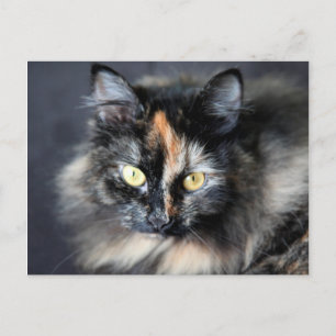 Cartão Postal Gato Siberiano