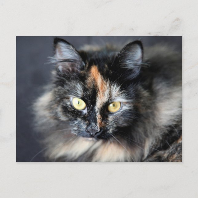 Cartão Postal Gato Siberiano (Frente)