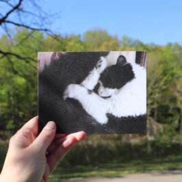 Cartão Postal Gato Smokingueiro Gatinhos Preto e Branco Caturday