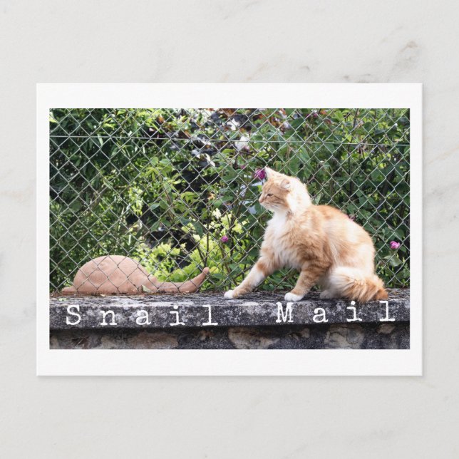 Cartão Postal Gato Snail Mail (Frente)