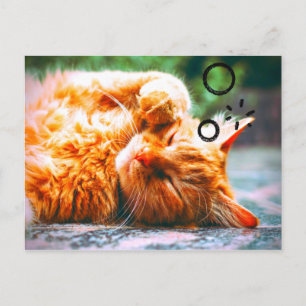 Cartão Postal Gato Sonolento