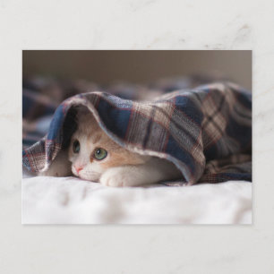 Cartão Postal Gato Sonolento