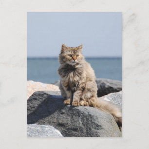Cartão Postal Gato Soprado pelo Vento à Beira-Mar Foto Fofa
