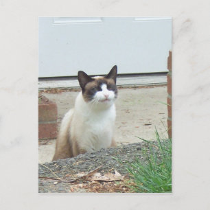 Cartão Postal Gato sorridente