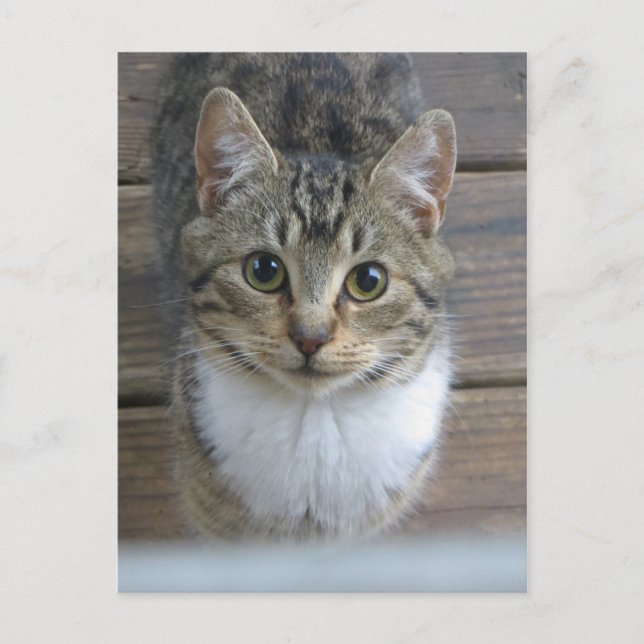 Cartão Postal Gato sorridente (Frente)