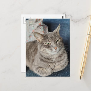 Cartão Postal Gato Tabby Cinza Fofo
