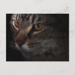 Cartão Postal Gato Tabby Grunge Rosto na Sombra