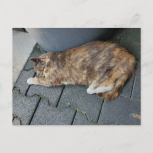 Cartão Postal Gato tartaruga dormindo