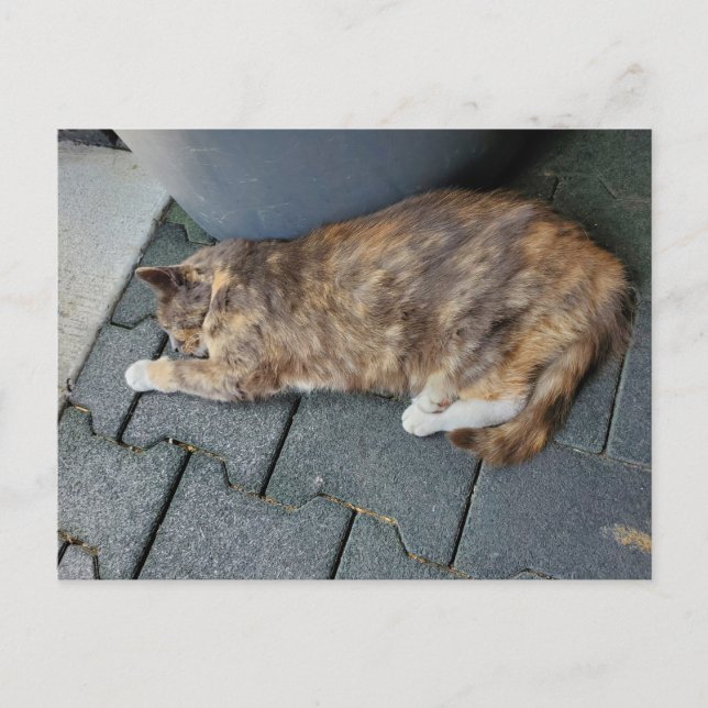 Cartão Postal Gato tartaruga dormindo (Frente)