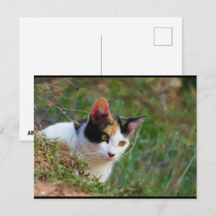 Cartão Postal Gato Tricolor à Espera