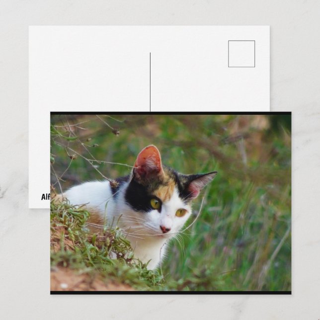 Cartão Postal Gato Tricolor à Espera (Frente/Verso)