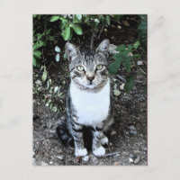GATO TURCO RONIN NO JARDIM