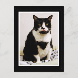 Cartão Postal Gato Tuxedo com a Língua de Fora