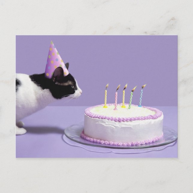Cartão Postal Gato vestindo chapéu de aniversário soprando velas (Frente)