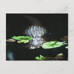 Cartão Postal Gator