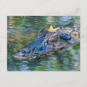 Cartão Postal Gator com uma coroa