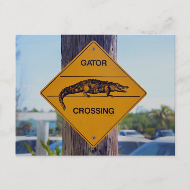 Cartão Postal Gator Crossing Sign, Impressão de Foto da Flórida (Frente)