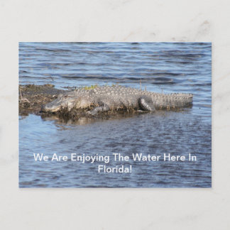 Cartão Postal Gator de Alligador