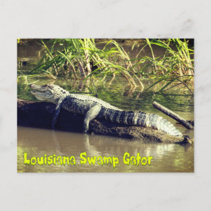 Cartão Postal Gator de pântano da Louisiana