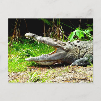 Cartão Postal Gator gigante com a boca aberta