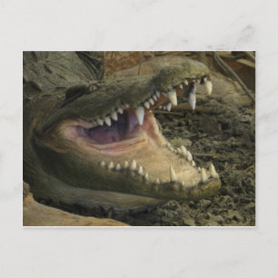 Cartão Postal Gator Head