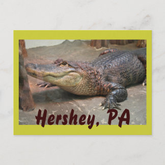 Cartão Postal Gator Saudação de Hershey