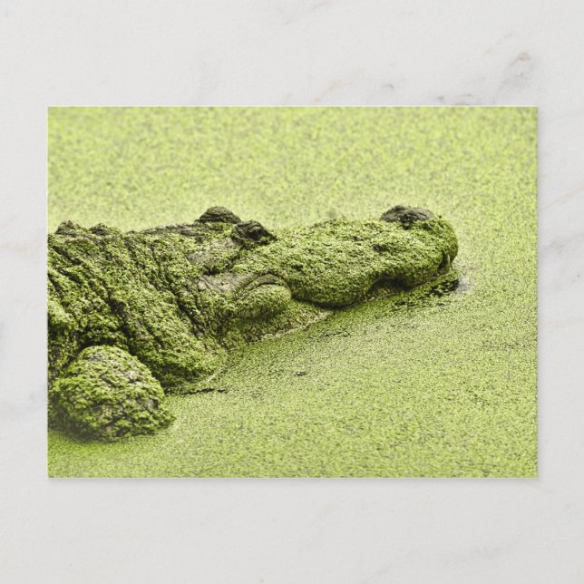 Cartão Postal Gator - Verde Em Duckweed (Frente)