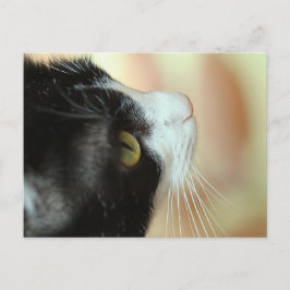 Cartão Postal Gatos