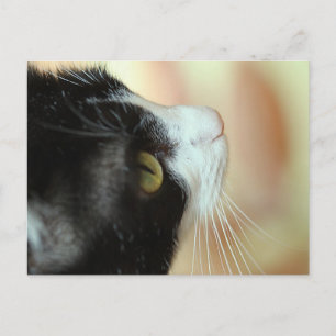 Cartão Postal Gatos