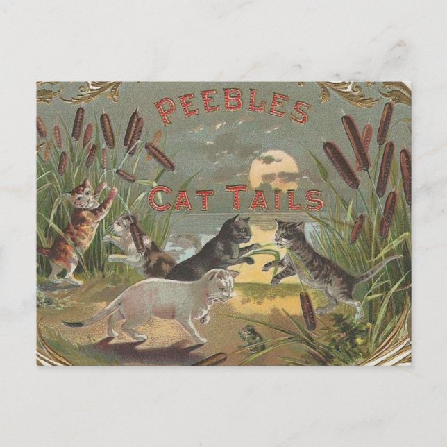 Cartão Postal Gatos (Frente)