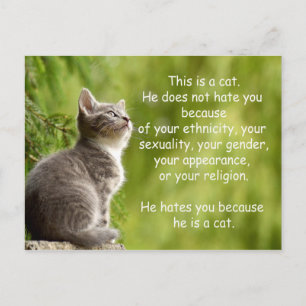 Cartão Postal Gatos