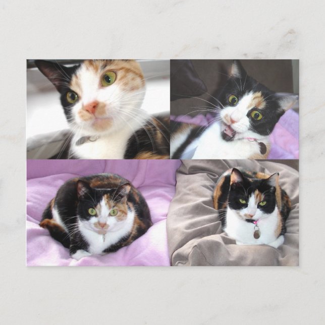 Cartão Postal Gatos (Frente)