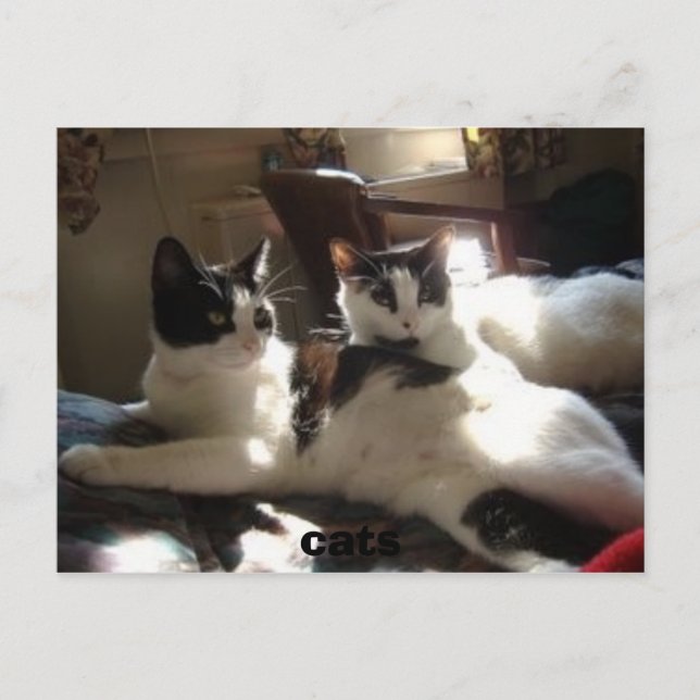 Cartão Postal gatos (Frente)