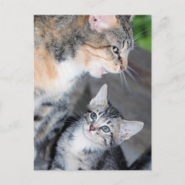 Cartão Postal Gatos