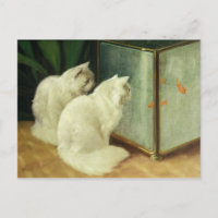 Gatos Brancos Vendo Peixe-Sol