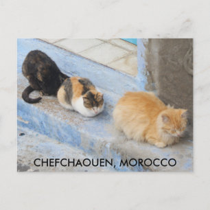 Cartão Postal Gatos, Chefchaouen, Marrocos