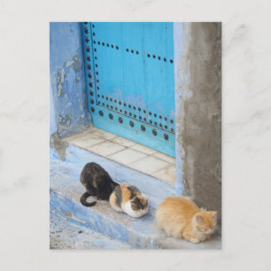 Cartão Postal Gatos, Chefchaouen, Marrocos