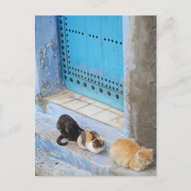 Cartão Postal Gatos, Chefchaouen, Marrocos (Frente)
