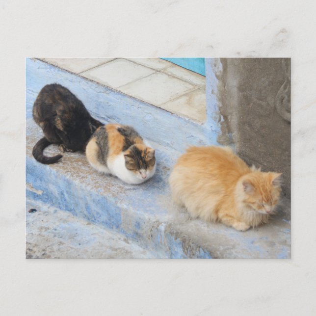 Cartão Postal Gatos, Chefchaouen, Marrocos (Frente)