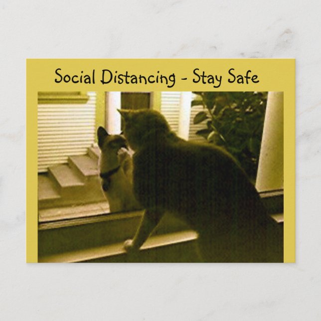 Cartão postal - Gatos com Distanciamento Social (Frente)