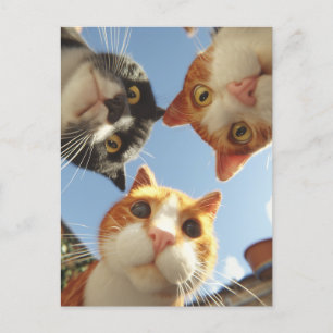 Cartão Postal Gatos Curiosos Olhando Para Baixo